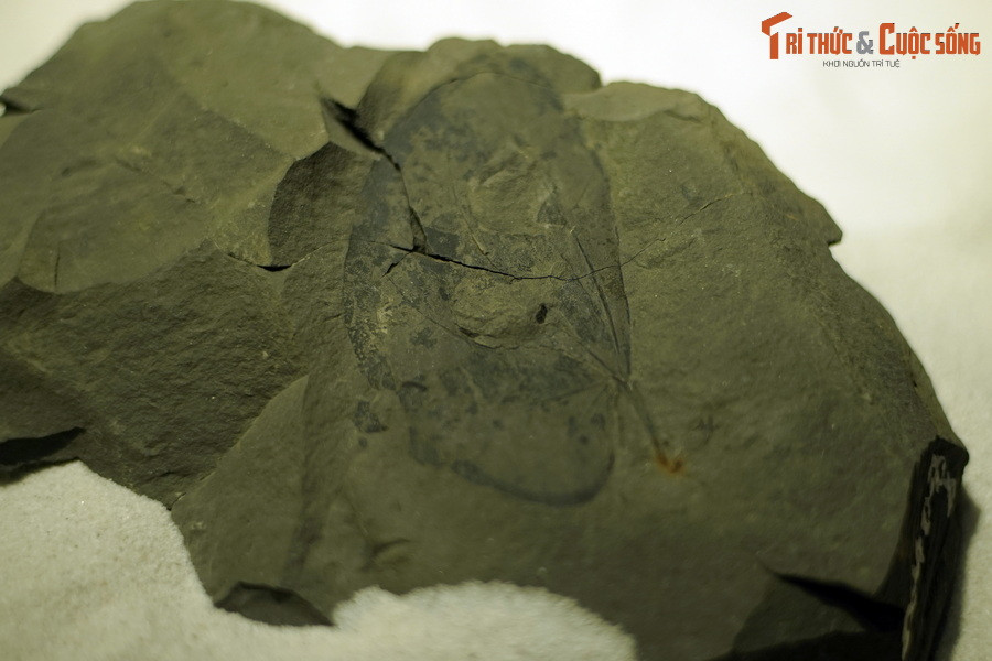 Đây lá hóa thạch lá cây móng bò còn gọi là hoa ban (chi Bauhinia) sống tại thế Eocen thuộc kỷ Paleogen, được tìm thấy tại TP Yên Bái. Các loài cây trong chi Bauhinia đặc trưng bởi hình dạng lá được chia ra thành hai thùy, nhìn giống móng lạc đà hoặc móng bò.