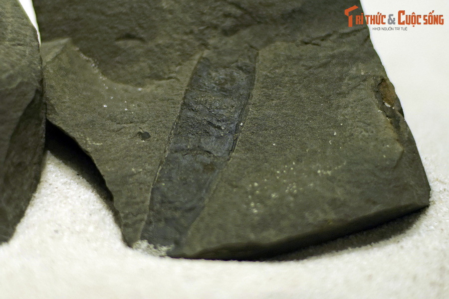 Ở Việt Nam có 17 loài sống rắn phân bố rộng khắp từ miền Bắc đến miền Nam. Hóa thạch để lại của loài cây này chủ yếu ở dạng quả, nhận biết nhờ hình dáng dẹt, thuôn dài và thẳng.