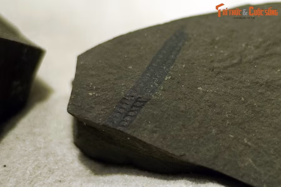 Tại những vùng khí hậu ẩm ướt và các khu rừng mưa ở khắp Việt Nam, những loài dương xỉ giống như thế này không ngừng che phủ mặt đất và tạo ra những thế hệ mới mang những đặc điểm nguyên bản của giống nòi cách đây hơn 23 triệu năm.