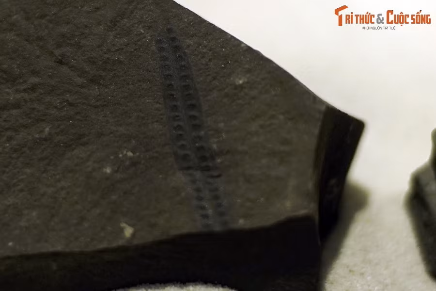 Đây là hóa thạch một loài cây thuộc ngành Dương xỉ (Lepisorus, Drynaria) sống tại thế Eocen thuộc kỷ Paleogen (cách đây 23 – 5.3 triệu năm), được tìm thấy tại TP Yên Bái. Cấu trúc giống như những cái lỗ trên lá là dấu tích của các túi bào tử.