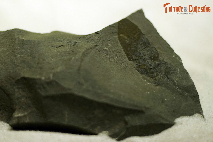 Đây là hóa thạch lá một loài cây họ Liễu (Salicaceae), chi Salix, sống tại thế Miocen – kỷ Neogen được tìm thấy tại TP Yên Bái. Hình thái của lá cây hóa thạch này không khác nhiều các loài Liễu hiện đại.