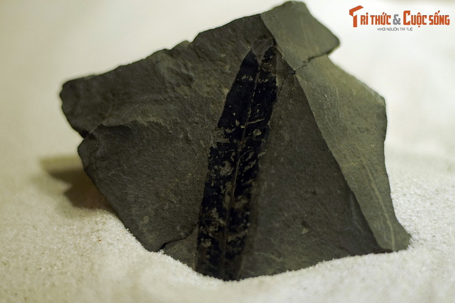 Đây là hóa thạch lá cây bời lời (Litsea lamarck) sống tại thế Miocen – kỷ Neogen (cách đây 23 – 5.3 triệu năm), được tìm thấy tại TP Yên Bái, hiện vật của Bảo tàng Hóa thạch Hà Nội. Loài cây này được nhận dạng nhờ phiến lá dạng bầu dục kéo dài, đầu và đáy nhọn, mép lá nguyên.