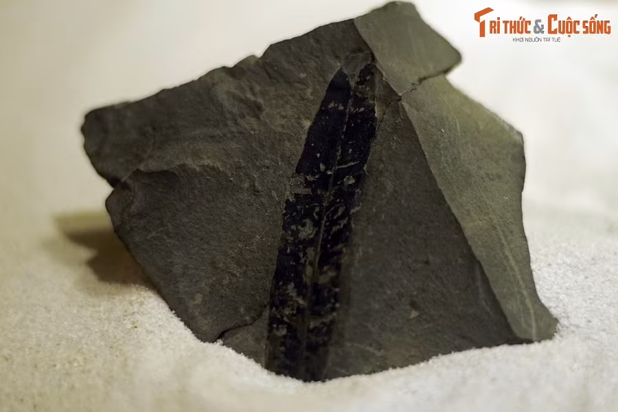 Đây là hóa thạch lá cây bời lời (Litsea lamarck) sống tại thế Miocen – kỷ Neogen (cách đây 23 – 5.3 triệu năm), được tìm thấy tại TP Yên Bái, hiện vật của Bảo tàng Hóa thạch Hà Nội. Loài cây này được nhận dạng nhờ phiến lá dạng bầu dục kéo dài, đầu và đáy nhọn, mép lá nguyên.