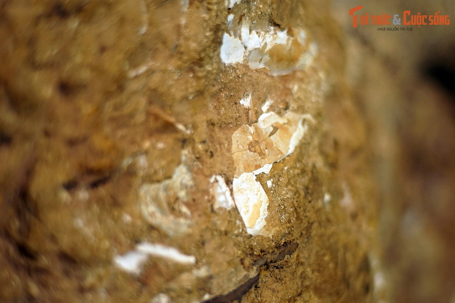 Hóa thạch của các loài cúc đá trong chi Lytoceras đã được tìm thấy trên khắp thế giới, nhiều nhất là ở Tây Âu, Morocco, Madagascar, Nam Phi và Mỹ.