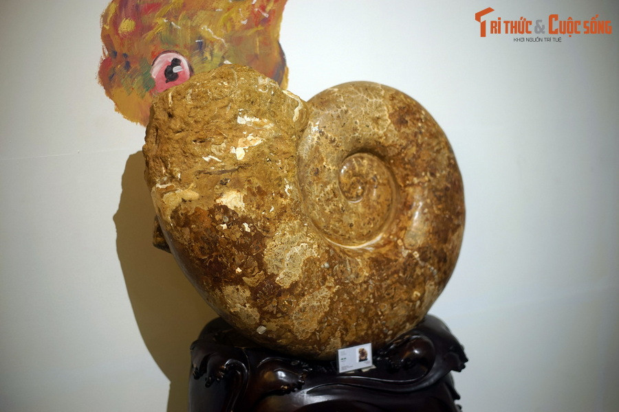 Vỏ của cúc đá Lytoceras có tiết diện tròn hoặc tứ giác, được bao phủ bởi các đường tăng trưởng nhăn nheo hoặc các đường gân và có thể có các nếp gấp nhẹ ở các khuôn bên trong.