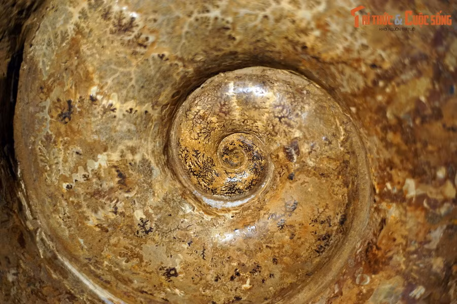 Thuộc sở hữu của Bảo tàng Hóa thạch Hà Nội, mẫu vật có đường kính khoảng 60 cm, màu nâu vàng, được đánh bóng làm nổi rõ những đường vân kỳ ảo.