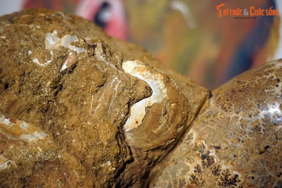 Trong suốt lịch sử tồn tại lâu dài của mình, các loài cúc đá đã sống sót sau nhiều cuộc tuyệt chủng hàng loạt trước khi chính thức chịu chung số phận với các loài khủng long. Dù vậy, hình ảnh của chúng vẫn được lưu giữ đến ngày nay qua các hóa thạch.