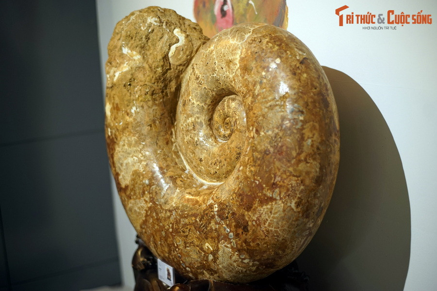 Cúc đá (ammonite) là tên gọi chung của nhóm động vật biển không xương sống xuất hiện trong kỷ Devon (khoảng 420 triệu năm trước) và tuyệt chủng cuối kỷ Creta (khoảng 66 triệu năm trước).