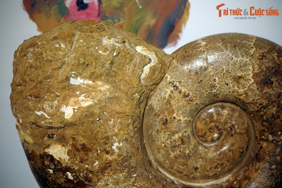 Trên phương diện phân loại học, cúc đá thuộc lớp chân đầu (Cephalopoda), có quan hệ gần gũi với các dạng còn sống như mực, bạch tuộc, đặc biệt là ốc anh vũ – đại diện duy nhất của động vật chân đầu có vỏ ngoài còn tồn tại đến ngày nay.