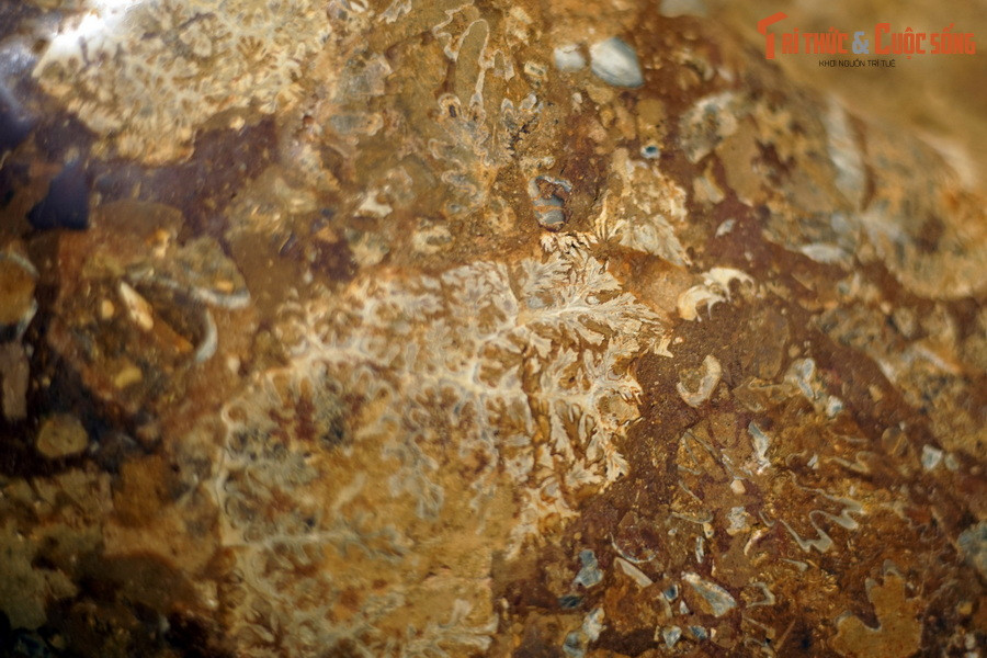 Cúc đá từng là một trong những nhóm động vật săn mồi dưới biển thành công nhất trong lịch sử sinh giới. Điều này lý giải vì sao cúc đá là một trong những dạng hóa thạch động vật phổ biến nhất.