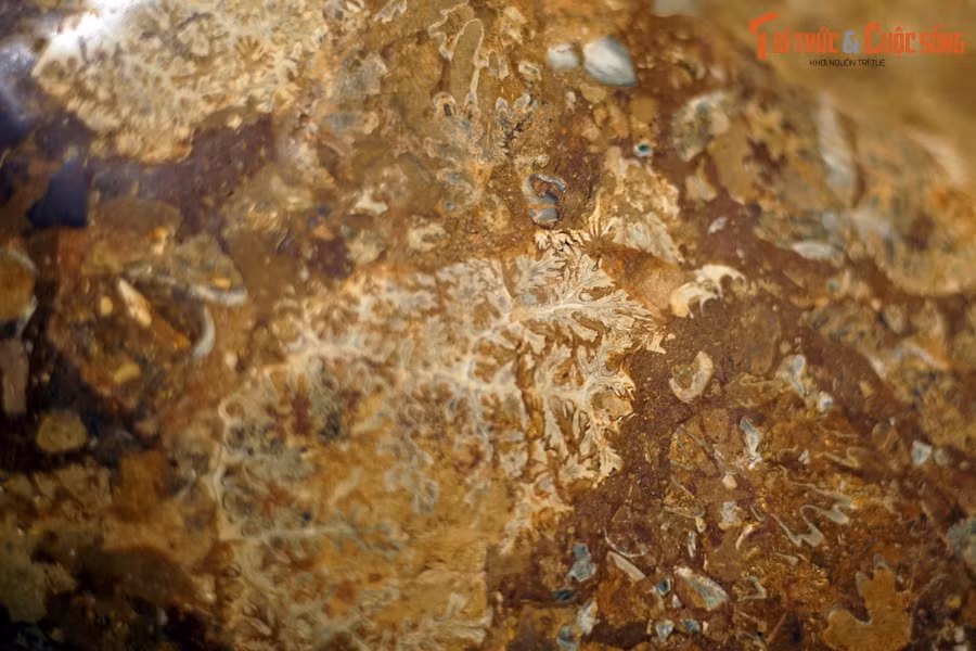 Cúc đá từng là một trong những nhóm động vật săn mồi dưới biển thành công nhất trong lịch sử sinh giới. Điều này lý giải vì sao cúc đá là một trong những dạng hóa thạch động vật phổ biến nhất.