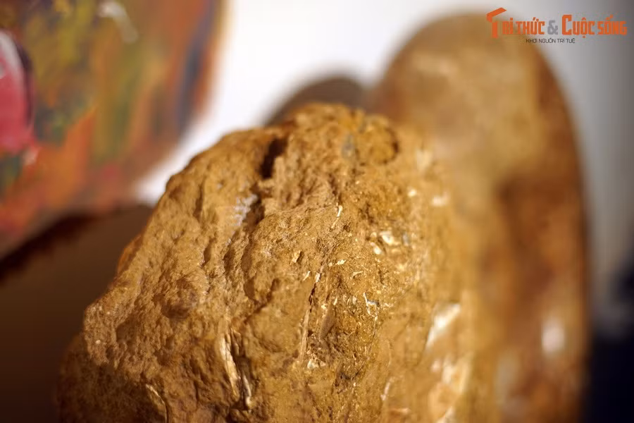 Phần lớn hóa thạch cúc đá Lytoceras có đường kính không quá 25 cm. Hiện vật ngoại cỡ của Bảo tàng Hóa thạch Hà Nội có thể nói là quý hiếm, có giá trị cao trên thị trường hóa thạch quốc tế...