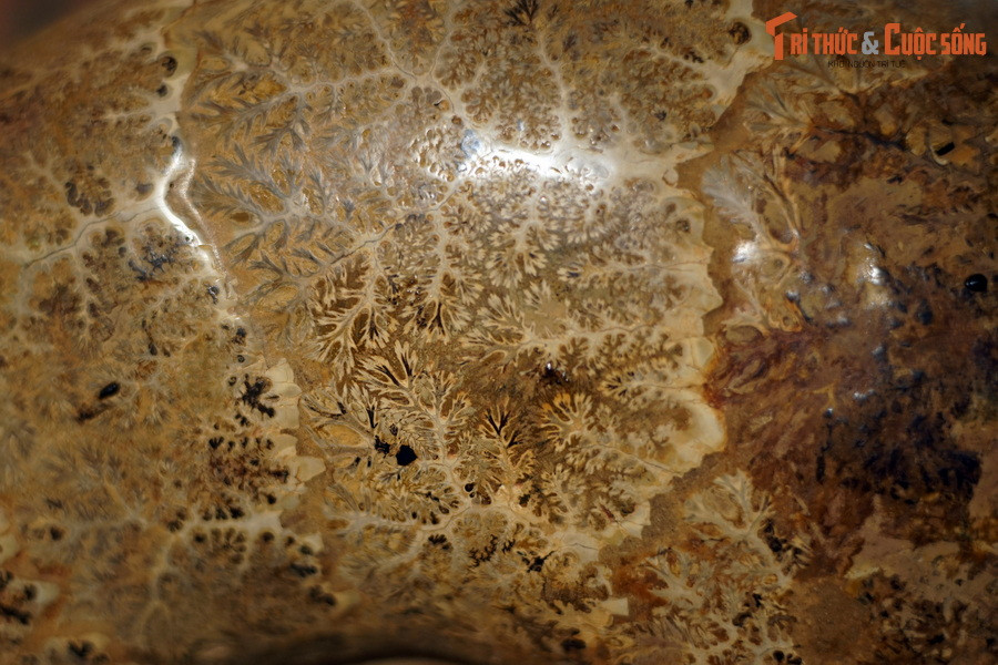 Với những tay râu (xúc tu) đặc biệt phân bố ở gần đầu giống như mực, bạch tuộc, chúng di chuyển theo kiểu thủy phản lực, phụt ra phía trước một lượng nước qua phễu.