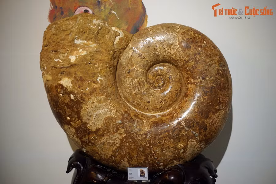 Tại triển lãm "Lịch sử hình thành Trái Đất thông qua bộ sưu tập hiện vật hóa thạch" tổ chức tại Bảo tàng Hà Nội, có một hiện vật gây chú ý đặc biệt. Đó là hóa thạch cúc đá khổng lồ thuộc chi Lytoceras, sống tại kỷ Jura, 174-164 triệu năm trước, tìm thấy tại Madagascar.