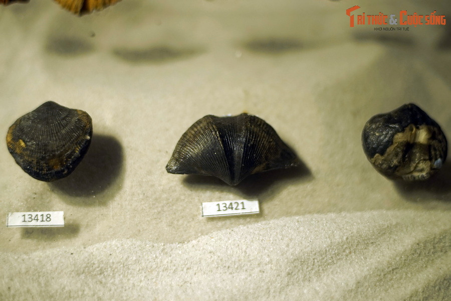 Trong số các loài động vật tay cuộn còn sống, chỉ có một số loài thuộc chi Lingula được đánh bắt thương mại ở quy mô rất nhỏ để làm thực phẩm. Sự tồn tại của các loài khác ít được con người biết đến.