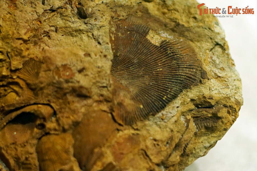 Từ các hóa thạch, giới khoa học đã xác định được khoảng 7.000 loài động vật tay cuộn cổ đại, cao hơn rất nhiều so với khoảng 400 loài còn tồn tại đến ngày nay. Miền núi phía Bắc Việt Nam là nơi hóa thạch nhiều loài tay cuộn đã được tìm thấy. Ảnh: Một số mẫu hóa thạch tay cuộn khác của Bảo tàng Hóa thạch Hà Nội.