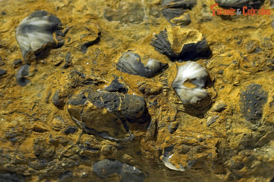 Đây là hóa thạch động vật tay cuộn thuộc chi Euryspirifer, sống tại kỷ Devon muộn (407-405 triệu năm trước), tìm thấy ở huyện Chợ Mới, tỉnh Bắc Kạn, hiện vật của Bảo tàng Hóa thạch Hà Nội. Ngành Tay cuộn (Brachiopoda) là một trong những ngành động vật cổ xưa nhất Trái đất, phát sinh từ kỷ Cambri, 541 triệu năm trước).