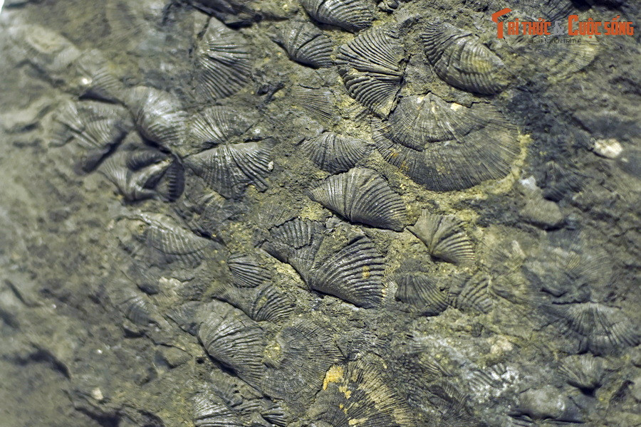 Chúng có một chân ở phía sau, thò qua lỗ trên đỉnh vỏ để bám vào mặt đất. Ở một số loài, cơ quan này biến mất sau tuổi trưởng thành.