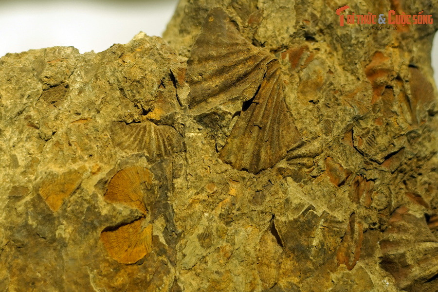 Cái tên "tay cuộn" đã mô tả phần quan trọng nhất của chúng: phần vỏ gồm hai dải ở hai bên miệng có dạng cuộn khi ở tư thế nghỉ. Khi hoạt động, cơ quan này duỗi ra để lấy thức ăn.