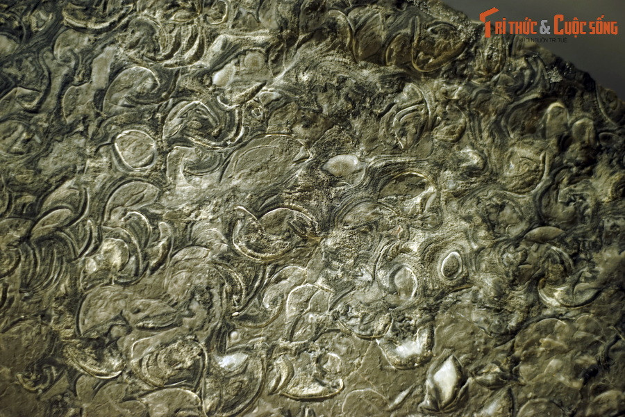 Tay cuộn có tuổi thọ hơn 30 năm. Chúng thường sống ở vùng nước nông và ấm, nhưng cũng có một số loài có khả năng sống ở vùng nước lạnh và biển sâu.