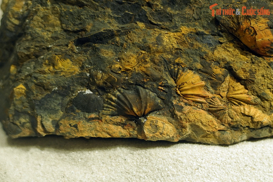 Là ngành động vật không xương sống quan trọng nhất Đại Cổ sinh, sự cực thịnh của các loài động vật tay cuộn diễn ra trong khoảng 400 triệu năm trước, với số lượng hóa thạch khổng lồ đã được tìm thấy. Ảnh: Hóa thạch loài động vật tay cuộn Megastrophia semispheroidae, kỷ Devon sớm, cách đây 419-393 triệu năm, tìm thấy ở huyện Chi Lăng, tỉnh Lạng Sơn.