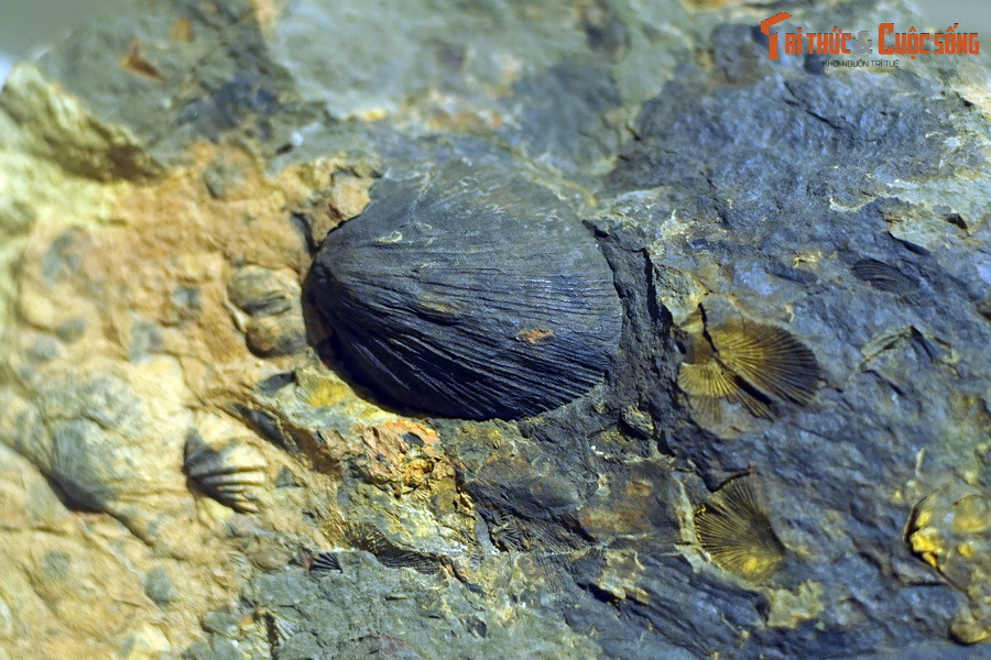 Chủ yếu sống ở môi trường nước mặn, tay cuộn có hai lớp vỏ khác nhau, phần bụng thường to và phồng hơn phần lưng, đối xứng với nhau. Phần thân mềm của chúng được bảo vệ trong hai lớp vỏ.