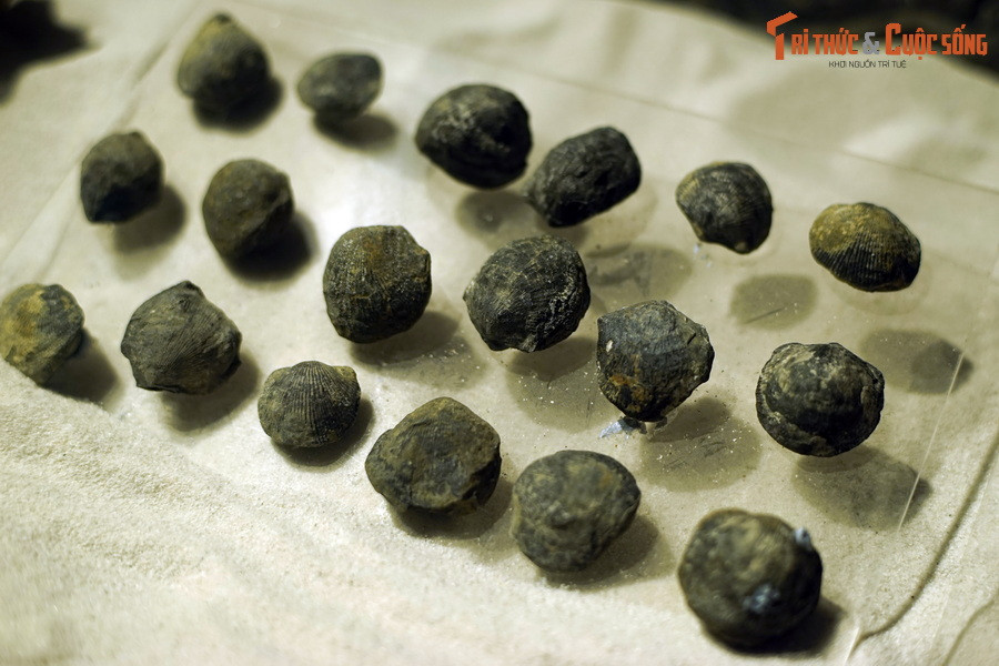 Mặc dù là động vật sống ở tầng đáy nhưng trong quá trình sống, khi trưởng thành, chúng di chuyển từ nơi này sang nơi khác và từ vùng này sang vùng khác.