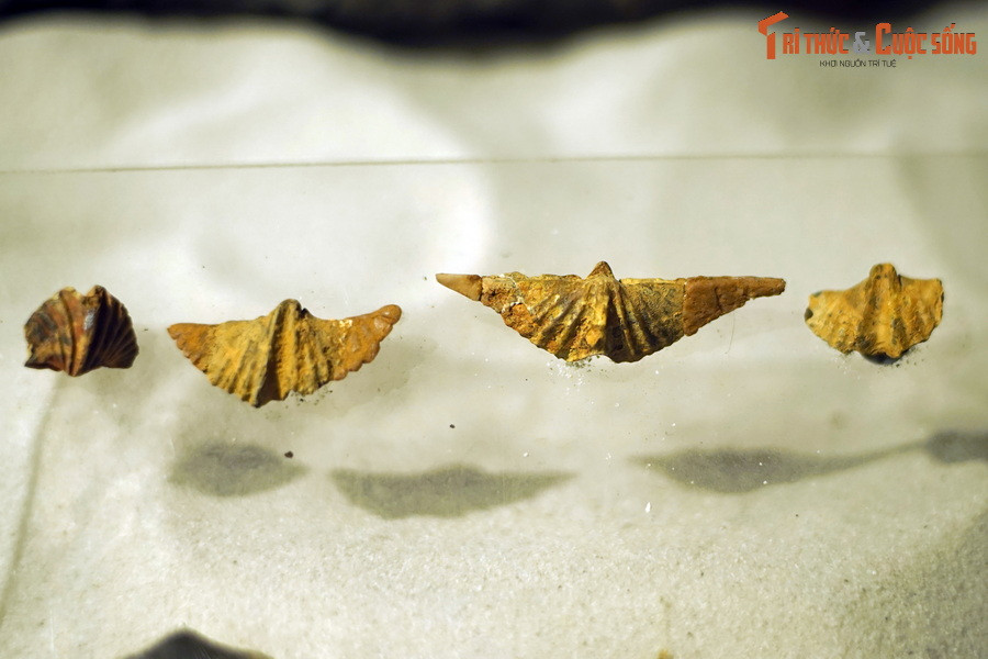 Trong ngành khảo cổ học, hóa thạch tay cuộn đóng vai trò quan trọng trong việc xác định tuổi của các tầng địa chất.