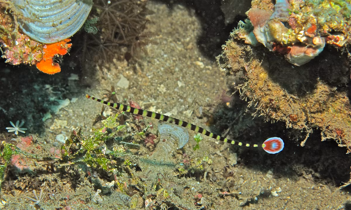  Cá chìa vôi khoang vằn (Doryrhamphus dactyliophorus). Khu vực phân bố ở Việt Nam: Quần đảo Trường Sa. Ảnh: Wikipedia.