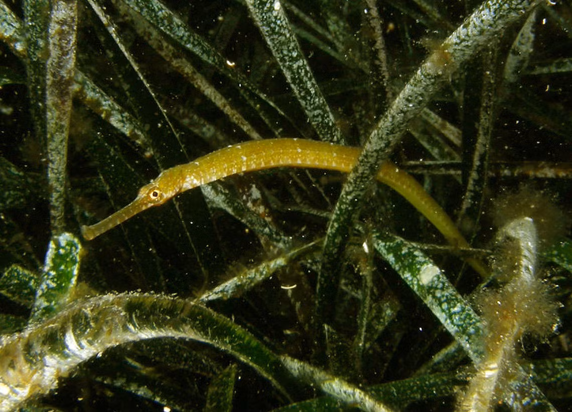 Cá chìa vôi mõm nhọn (Syngnathus acus). Khu vực phân bố ở Việt Nam: Dọc ven biển từ vịnh Bắc Bộ đến vịnh Thái Lan. Ảnh: JungleDragon.