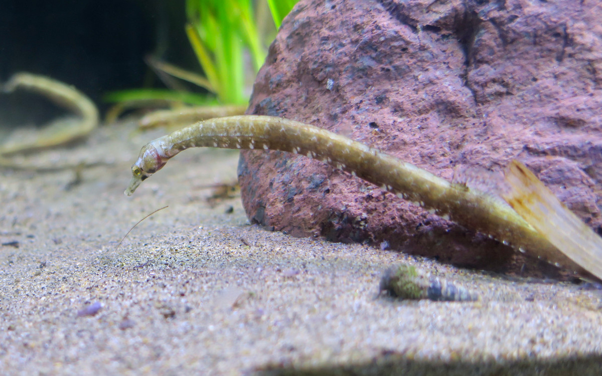 Cá chìa vôi mõm răng cưa (Trachyrhamphus serratus). Khu vực phân bố ở Việt Nam: Rải rác ở các vùng biển từ Quảng Ninh đến Kiên Giang. Ảnh: Biolib.cz.