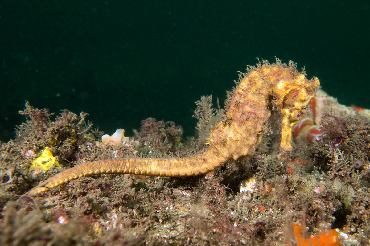 Cá ngựa Kello (Hippocampus kelloggi). Khu vực phân bố ở Việt Nam: Vịnh Bắc Bộ. Ảnh: Fishes of Australia.
