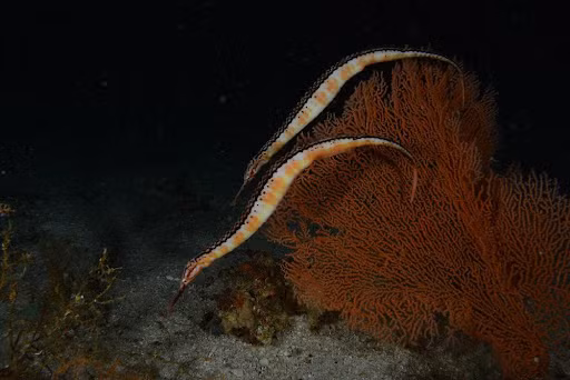 Cá chìa vôi không vây đuôi (Solegnathus hardwickii). Khu vực phân bố ở Việt Nam: Vịnh Bắc Bộ, vùng biển thuộc các tỉnh ven biển Trung Bộ, Nam Bộ. Ảnh: Fish.kuroshio.asia.