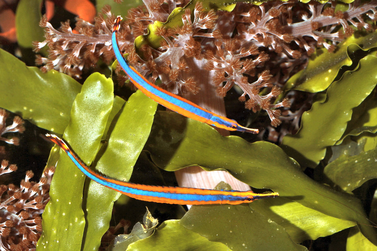 Cá chìa vôi sọc xanh (Doryrhamphus excisus). Khu vực phân bố ở Việt Nam: Vùng biển thuộc tỉnh Khánh Hòa và quần đảo Trường Sa. Ảnh: Fishes of Australia.