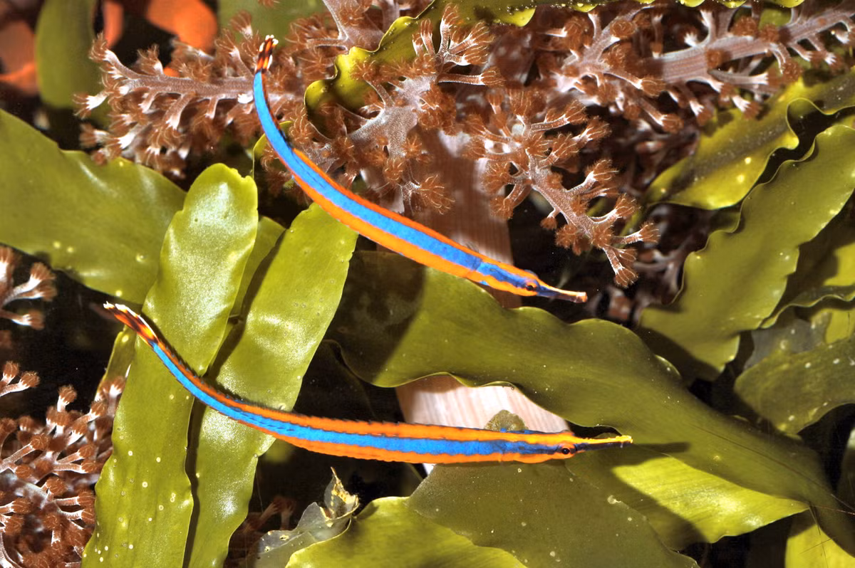 Cá chìa vôi sọc xanh (Doryrhamphus excisus). Khu vực phân bố ở Việt Nam: Vùng biển thuộc tỉnh Khánh Hòa và quần đảo Trường Sa. Ảnh: Fishes of Australia.