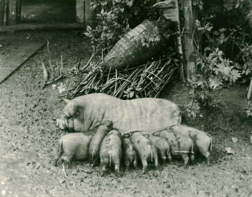 Lợn mẹ và đàn con.