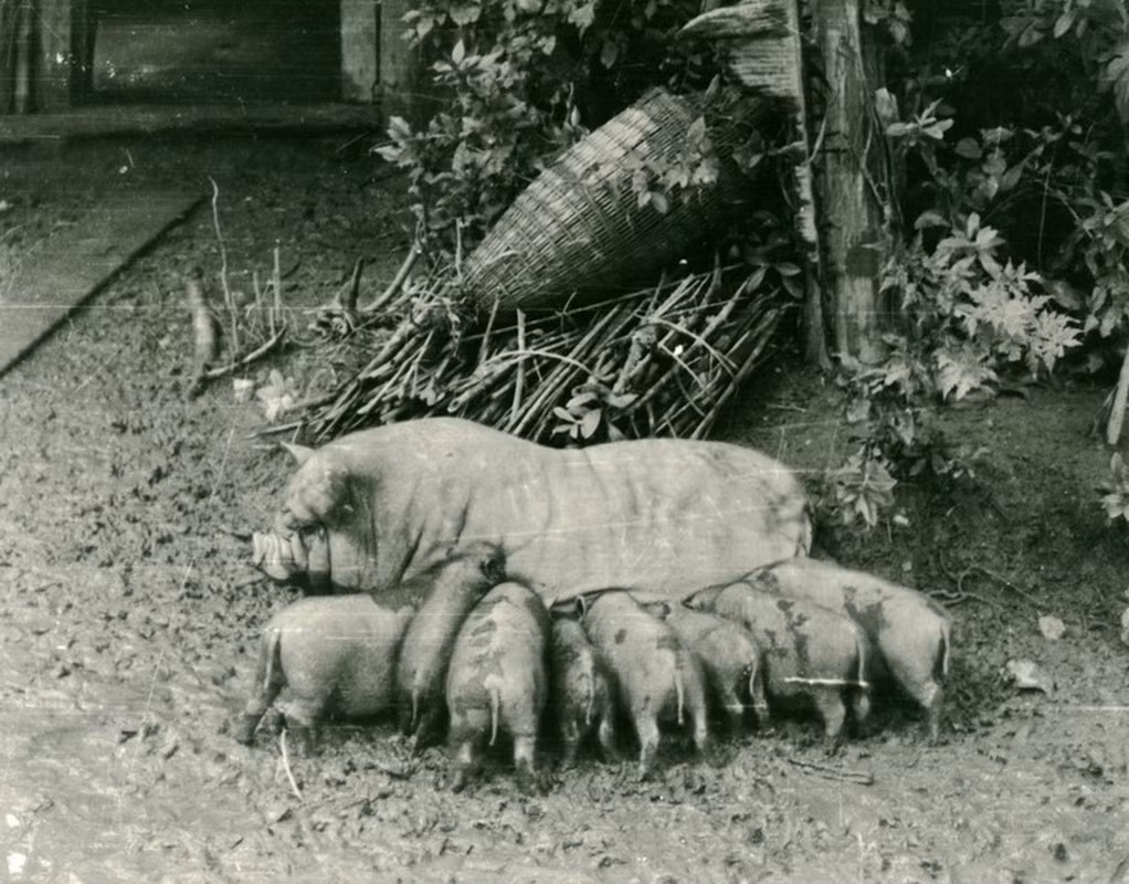 Lợn mẹ và đàn con.