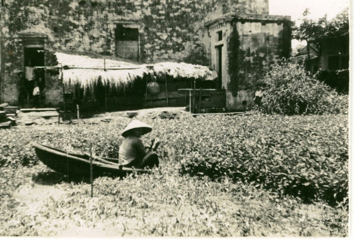 Thu hoạch rau muống ở vùng nông thôn Hà Nội.