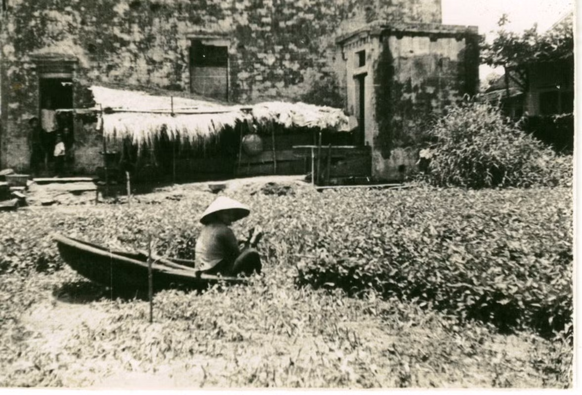 Thu hoạch rau muống ở vùng nông thôn Hà Nội.