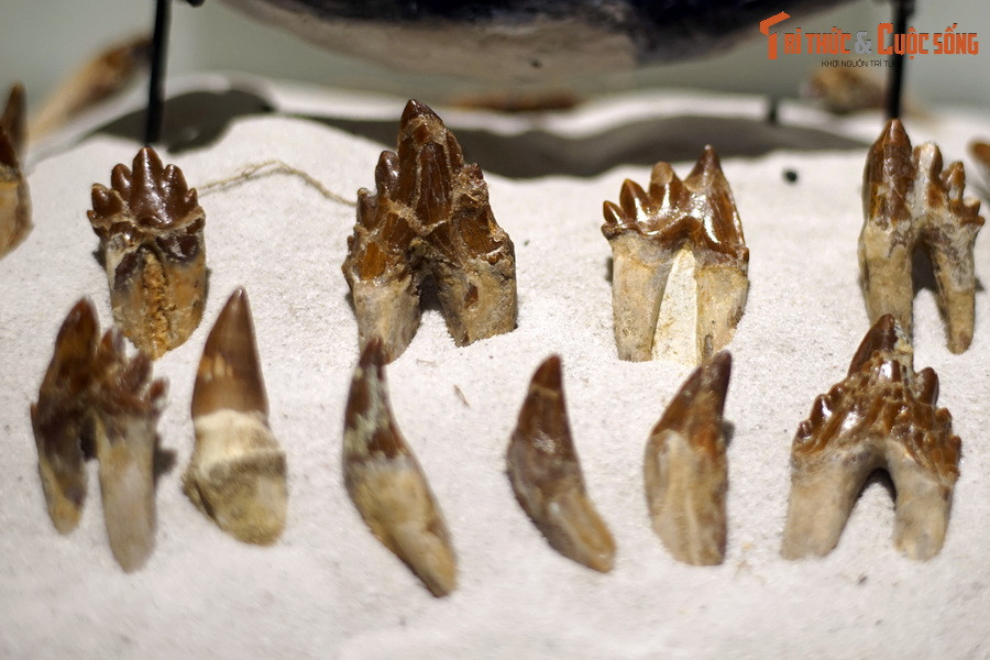 Hóa thạch răng cho thấy Basilosaurus có tập tính nhai con mồi và lượng thức ăn chúng cần tương đối nhiều để duy trì hoạt động của cơ thể ngoại cỡ.