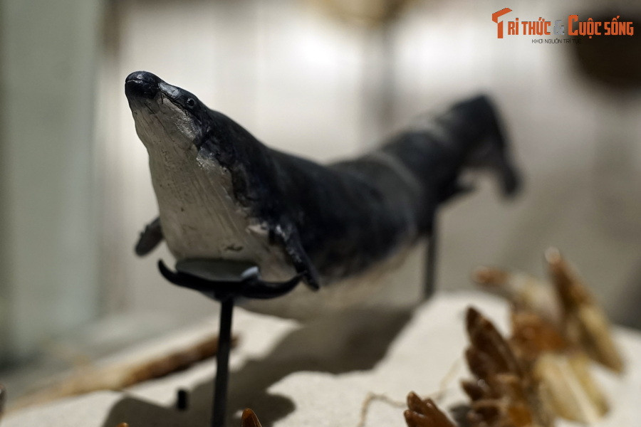 Dù có cơ thể khổng lồ, đầu Basilosaurus lại khá nhỏ. Lực cắn của chúng chỉ nhỉnh hơn loài cá sấu Mỹ một chút và thua xa cá sấu nước mặn ngày nay.