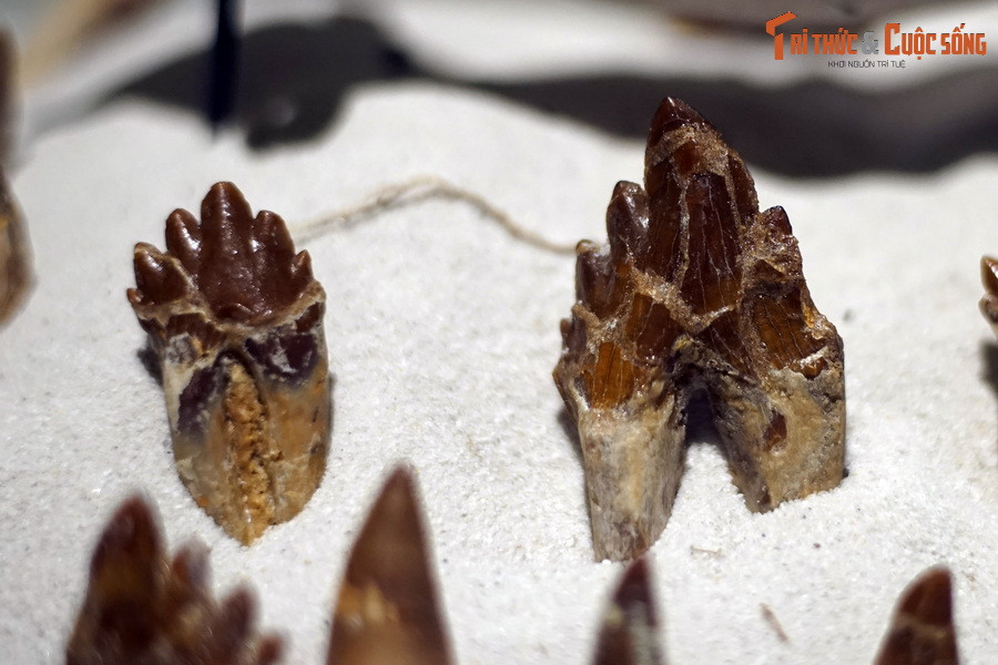 Chúng là loài sống đơn độc và thường ăn các loại cá voi và cá mập nhỏ hơn, đồng thời cũng là mồi cho các loài cá mập khổng lồ khác sống cùng thời.