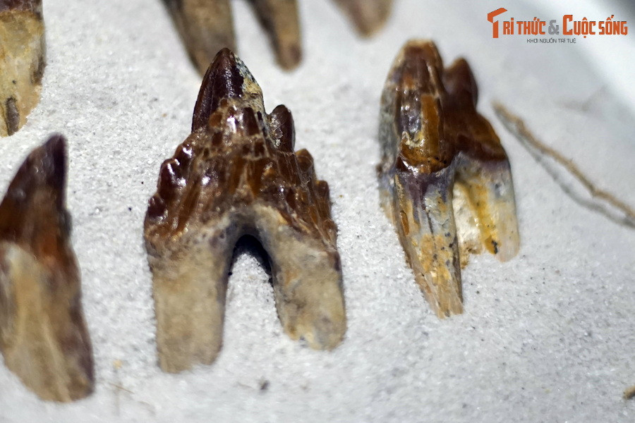 Do ban đầu bị lầm tưởng là một loài bò sát biển nên các nhà khoa học đã đặt tên cho chúng với hậu tố "saurus" (thằn lằn, bò sát) cùng tiền tố "basilo" (vua). Do vậy, loài động vật có vú này mang một tên gọi trớ trêu là “Vua bò sát”.