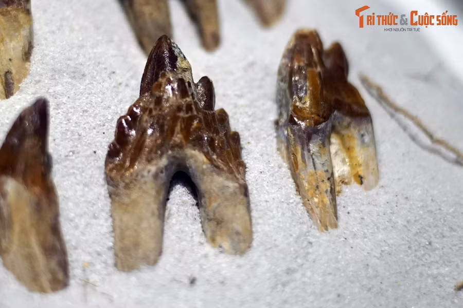 Do ban đầu bị lầm tưởng là một loài bò sát biển nên các nhà khoa học đã đặt tên cho chúng với hậu tố "saurus" (thằn lằn, bò sát) cùng tiền tố "basilo" (vua). Do vậy, loài động vật có vú này mang một tên gọi trớ trêu là “Vua bò sát”.