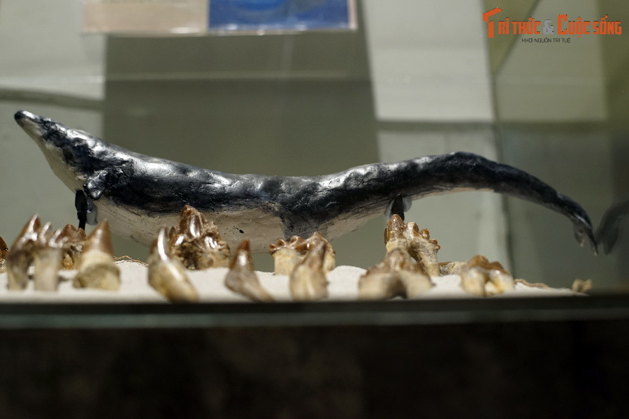 Do cấu tạo các cơ trong cơ thể, Basilosaurus không thể lặn sâu trong thời gian dài nên chúng chỉ săn mồi ở khu vực gần bề mặt nước.