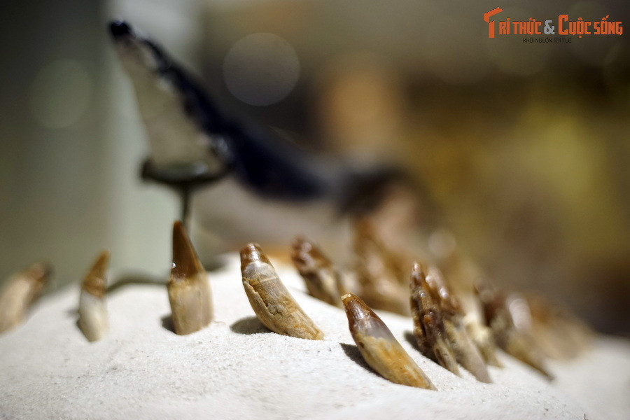 Trên cây tiến hóa, chi Basilosaurus gồm những loài những loài cá voi nguyên thuỷ tiến hoá từ loài thú trên cạn và sau này phát triển thành cá voi hiện đại ngày nay.