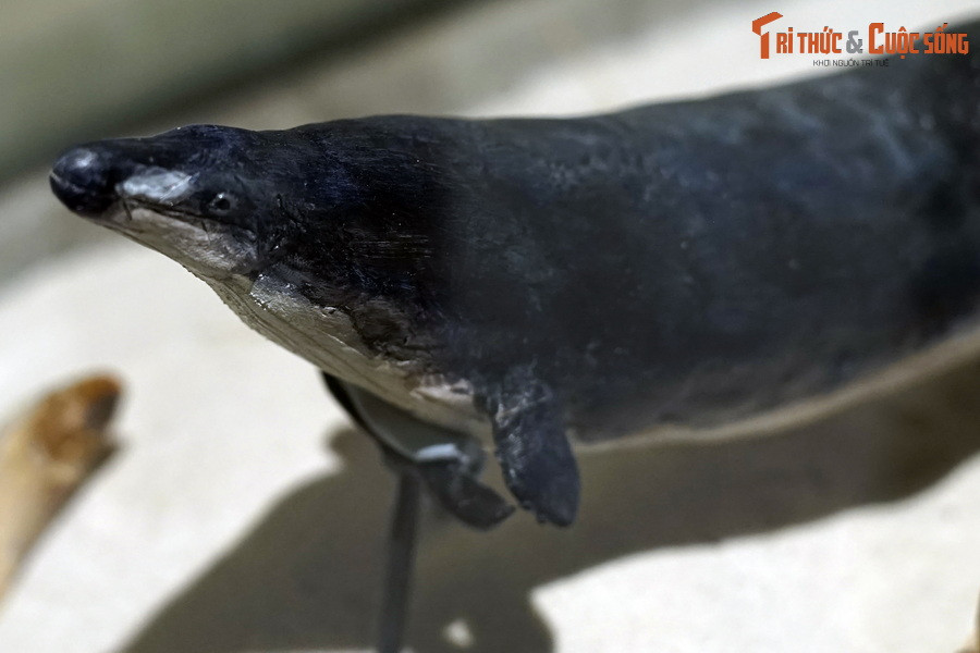 Não của Basilosaurus khá nhỏ nên các nhà cổ sinh vật học cho rằng chúng có trí thông minh không cao, không có khả năng giao tiếp xã hội như các loài cá voi hiện đại.