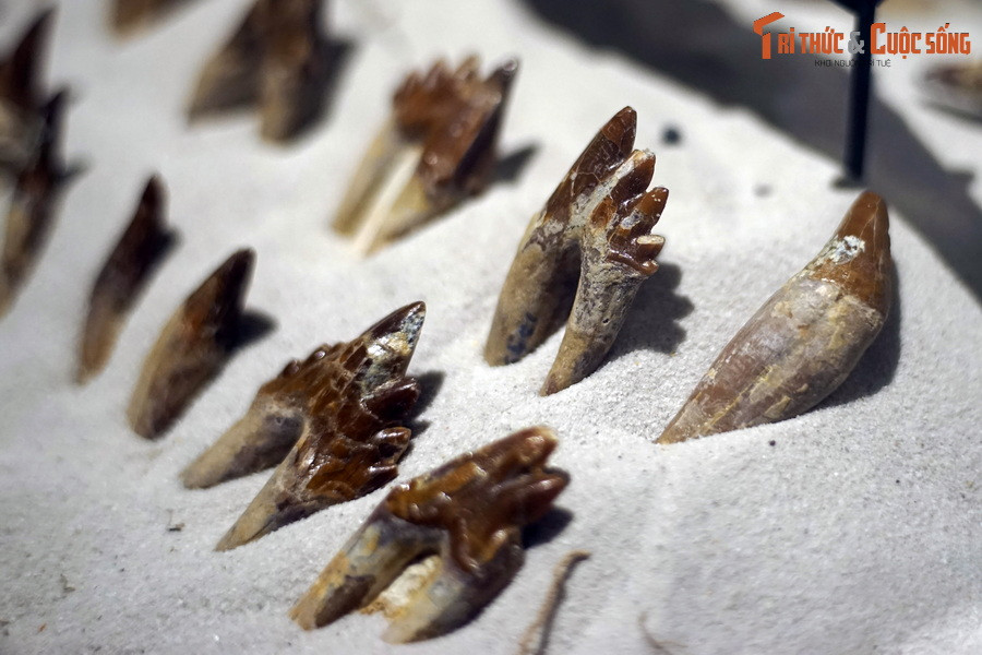 Các dấu tích hóa thạch đầu tiên của Basilosaurus lần đầu tiên đc phát hiện ở miền Nam nước Mỹ vào năm 1906. Đến tháng 6/2015, hóa thạch phần đầu của chúng được tìm thấy tại Ai Cập.