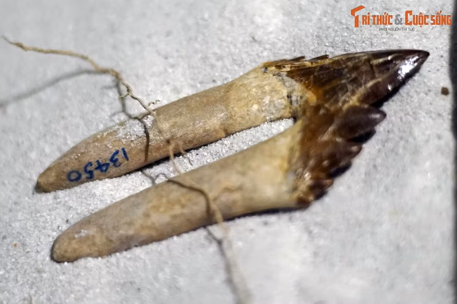 Sau này khi nhận ra sai lầm, các nhà cổ sinh vật học đã đổi tên chúng thành Zeuglodon. Nhưng do danh xưng "Basilosaurus" đã được đăng ký chính thức nên "Zeuglodon" chỉ là một tên khác của loài cá voi này chứ không thay thế hoàn toàn tên gọi cũ...