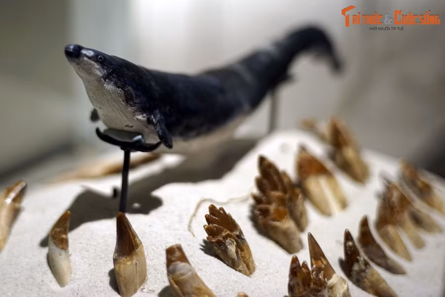 Có chiều dài trung bình dài khoảng 18-20 mét và nặng khoảng 15 tấn khi trưởng thành, Basilosaurus được coi là loài động vật to lớn nhất từng sống trong thời đại của mình.